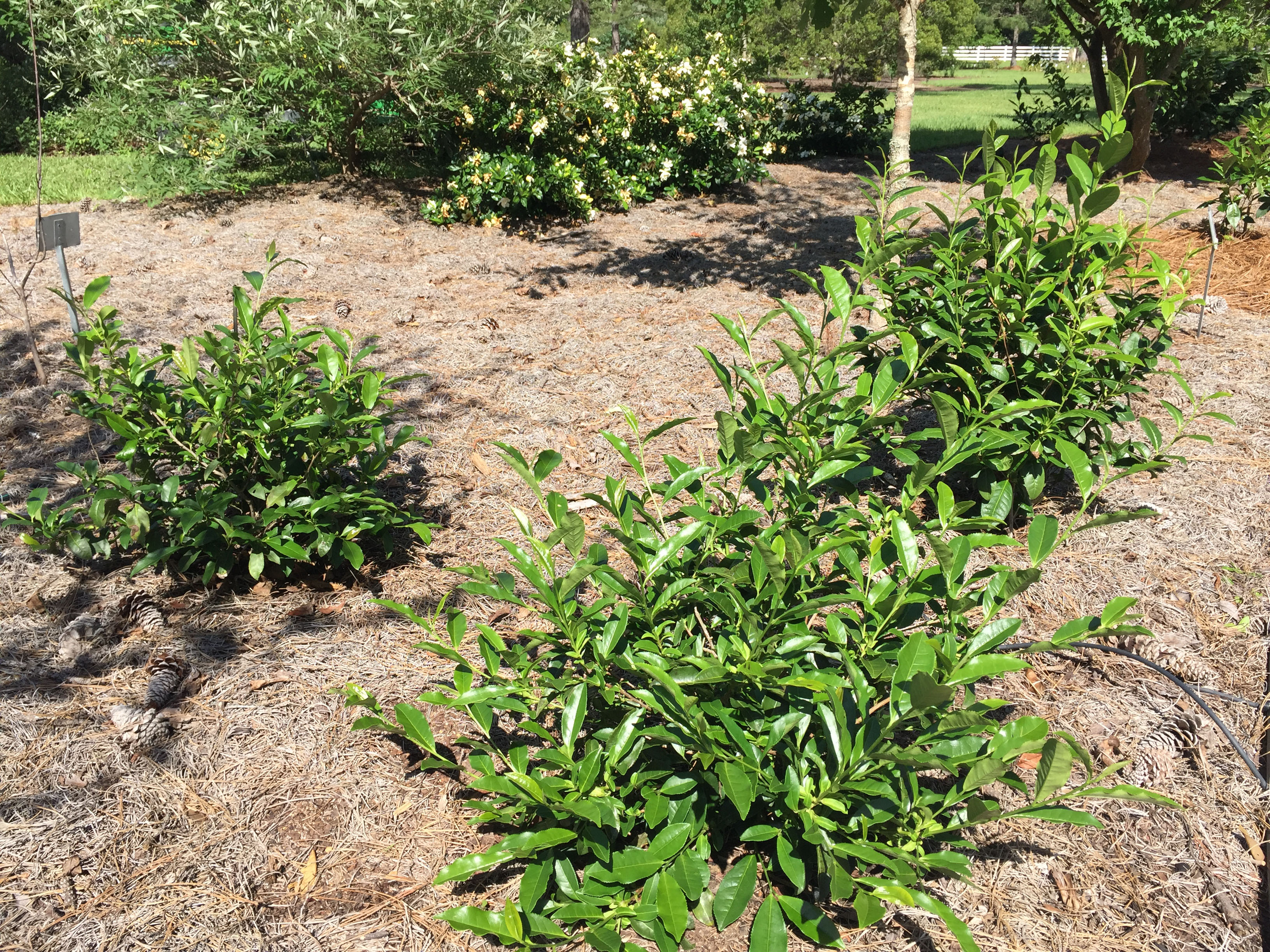 Insect and Disease Challenges for Growing the Tea Plant